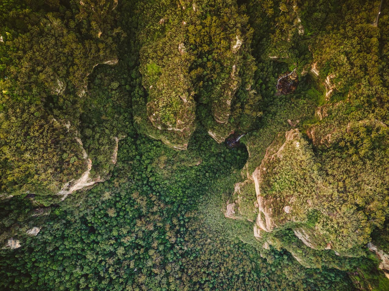 Forests on Cliff Faces