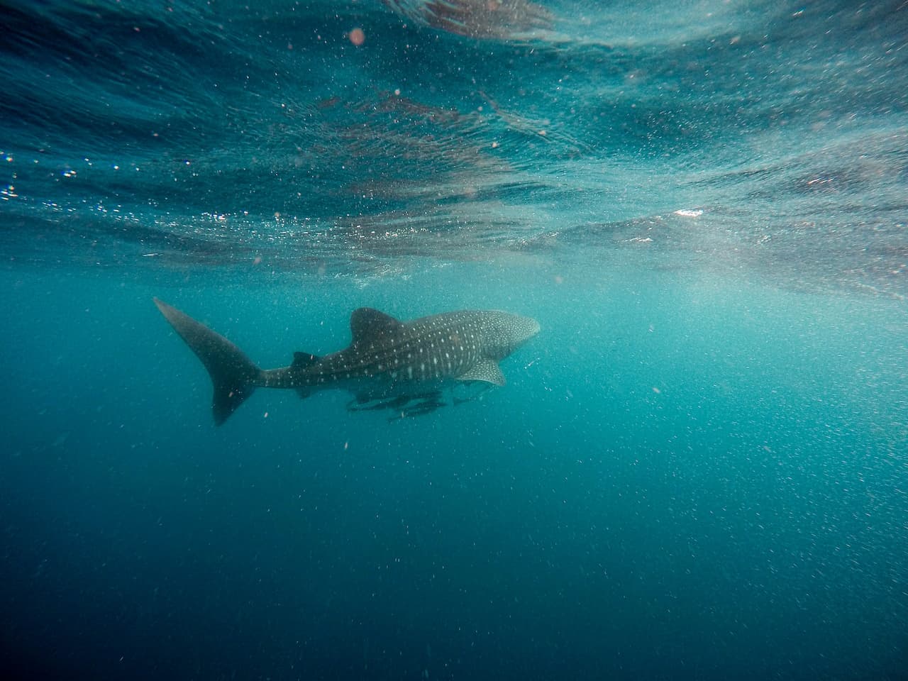 Whale Shark Exmouth Western Australia