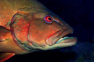 Head of a coral trout fish