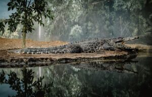 Crocodile in the Lake