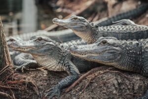 Group of  little Crocodiles