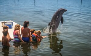 Group of people watching dolphin