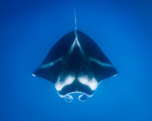 Giant manta rays