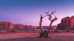 Withered tree in the middle of the desert