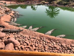 Group of alligator resting