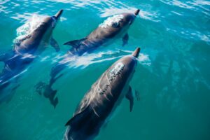 Group of dolphins