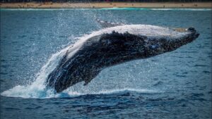 Humpback Whale on the Ocean