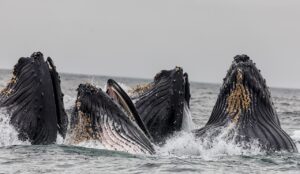 Group of Whale 