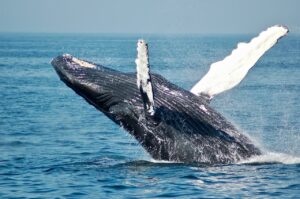 Humpback Whale jumping in the sea