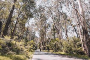 Nature reserve forest