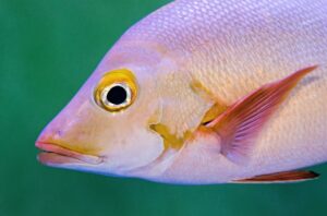 Pink Snapper fish