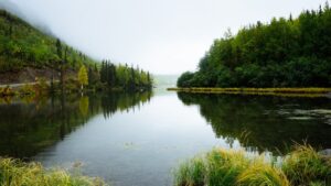 View of the river in the forest