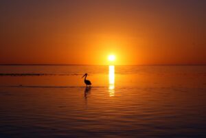 Bird on the beach during sunset