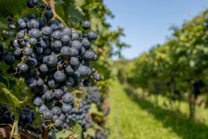 Plantation of grapes for producing wines