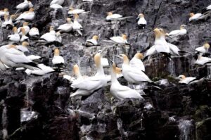 Colony of seabirds