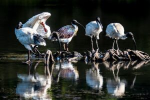 flock of birds searching for food in the river