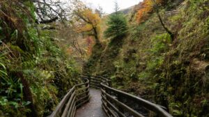 Bridge in the middle of forest