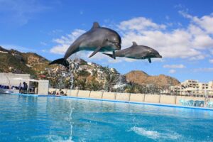 Two dolphins jumping out the water