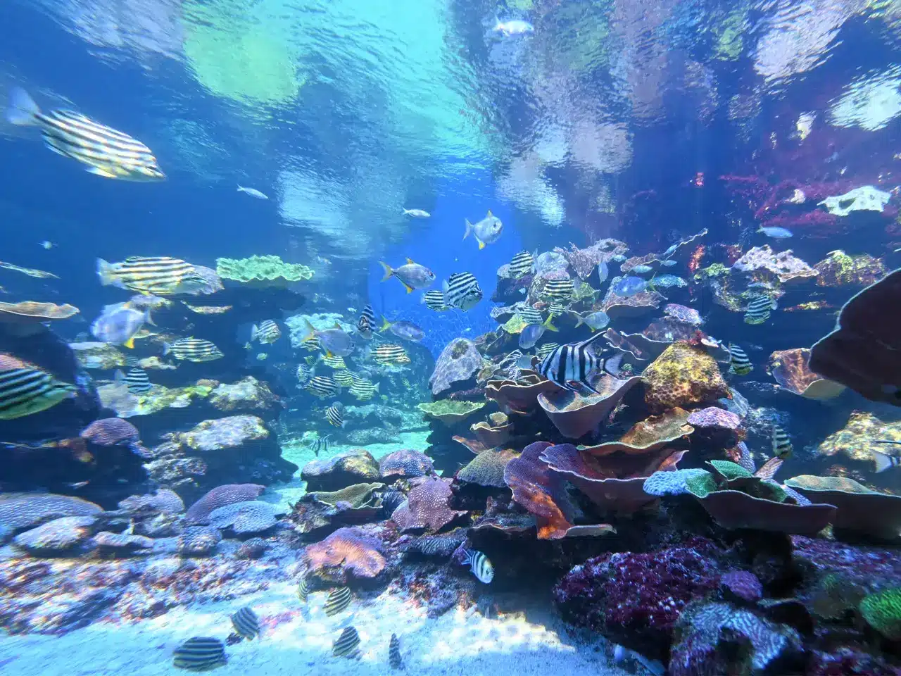 Fish And Coral At Ningaloo Reef Marine Park