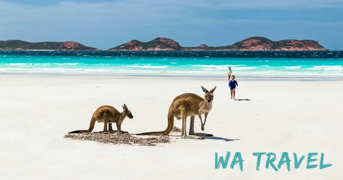 WA Travel Kangaroos On Beach