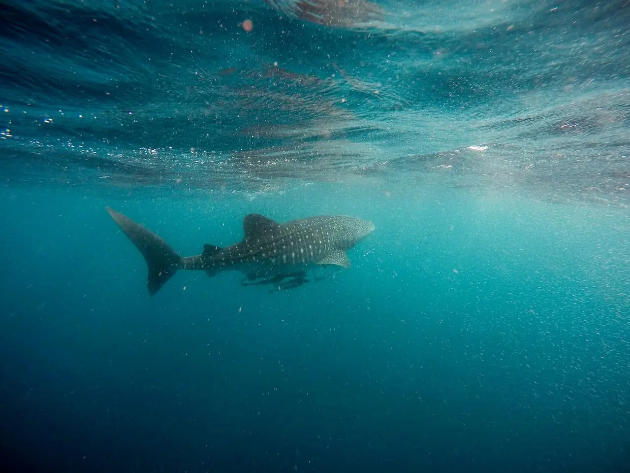 Whale Shark Exmouth Western Australia